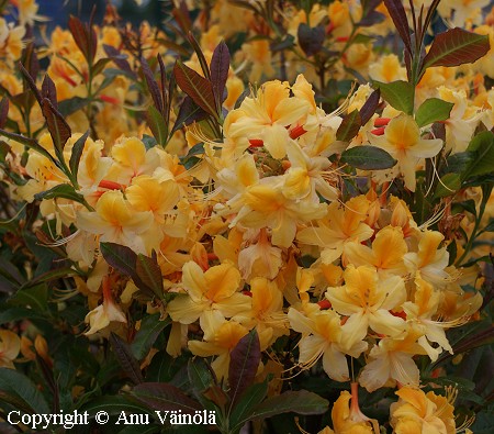 Rhododendron 'Onnimanni', puistoatsalea